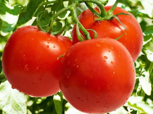 经常食用西红柿的好处你知道吗？