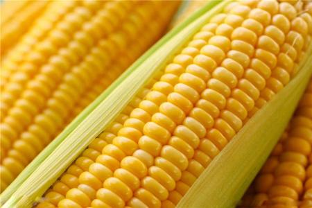 玉米中对人体的养生保健效果